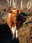Cattle (06)