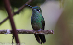Many -Spotted Hummingbird