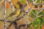 Yellow Warbler perched, San Cristobal, Galapagos