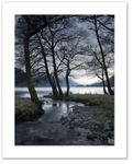 Trees of Voil ♦ LOCH VOIL