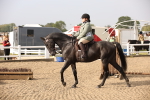 Class 402 Riding Club Horse portfolio