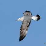 Yellow-legged Gull (Larus michahellis) 2W