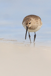 Dunlin foraging at lagoon edge, Fort De Soto Park, Florida