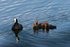 Coots - Sevenoaks Nature Reserve