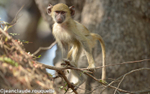 Anxious young yellow baboon!