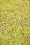 SBM_06010