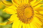 Sunflower 6