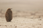 Sleepy King Penguin chick, Saunders Island, Falklands