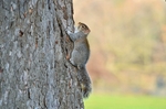 Grey Squirrel