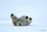 IMG_0314 Svalbard