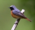 Common Redstart