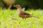Clay-coloured Thrush portfolio