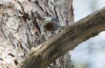 Krupers Nuthatch