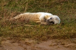 Grey Seal Pup