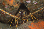 Palinurus elephas