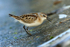 Little Stint feeding on the causeway at Farmoor Reservoir