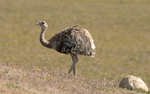 Lesser Darwin's Rhea