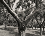 Orchard, Pennsylvania, #2, 1992