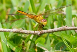 Dragonflies _0016