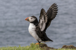 Puffin