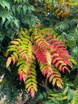 Mahonia