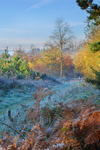 z1207 Frosty Morning, Firestone Copse 2