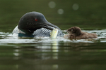 Common Loon chick refuses fish from parent, Minnesota, USA