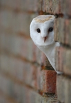 Barn Owl