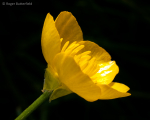 Bulbous Buttercup