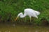 Great White Egret