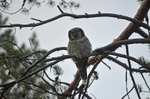 Northern Hawk Owl