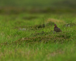 Red Grouse on Scottish moor
