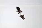 White-tailed Eagles