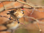 Redpoll near the Car Park Field feeders at Otmoor