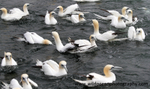 SBG051: Gannets at sea