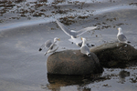Kittiwakes