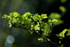 15th April Young Hawthorn Leaves