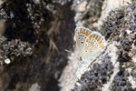 Silver Studded Blue