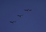 Little Auks in formation 1213