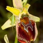 Hornet Ophrys (Ophrys crabronifera  also known as Ophrys argolica subsp crabronifera)