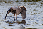 Great Blue Heron