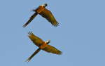 Blue and yellow macaw