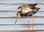 Spotted Redshank 2