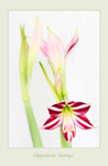Hippeastrum 'Santiago' 2