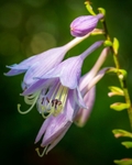 Delicate Blossoms