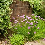 Garden photography by Ross Phillips of Forest Eyes Photography
