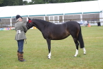 Class 17-20 - Arab & Part Bred - Anglo Arab In Hand portfolio