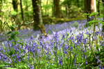 Bluebells near Looe in Cornwall