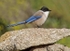 Azure Winged Magpie