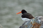 Oystercatcher